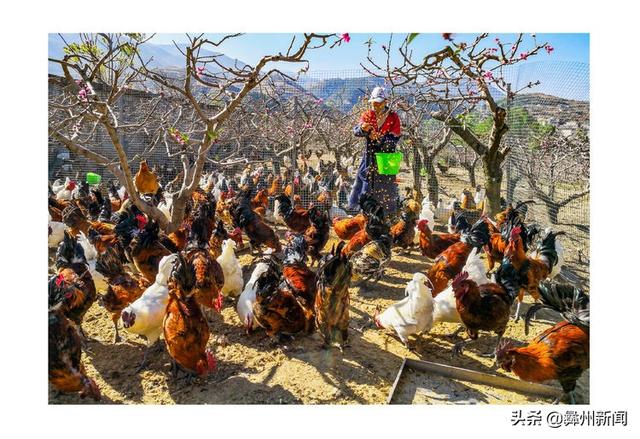 jkmtl00是什么型号，jkmal00是什么型号的（2020年凉山第二届全民手机摄影大展作品欣赏）