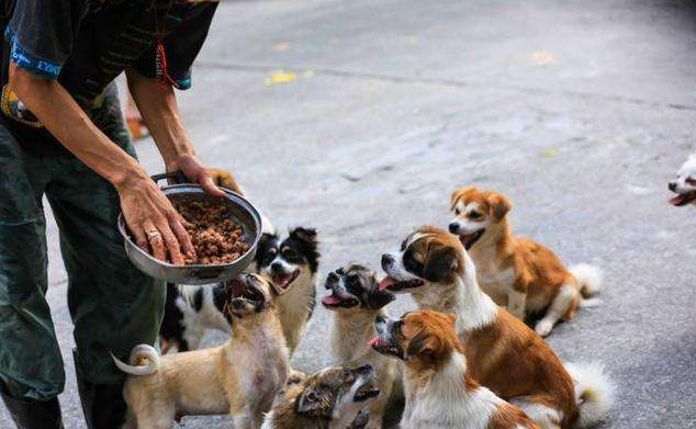 流浪狗咬人的案例分析（为什么被收养的流浪狗爱咬人）