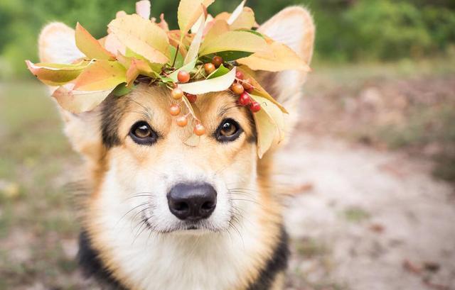 柯基为什么要断尾，柯基尾巴为什么要剪掉呢（目的却是让狗变成“羊”）