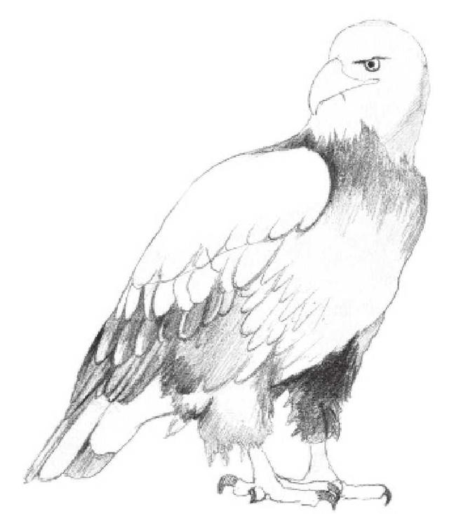 动物素描画，关于动物的画（适合初学者学习的动物素描步骤教程）