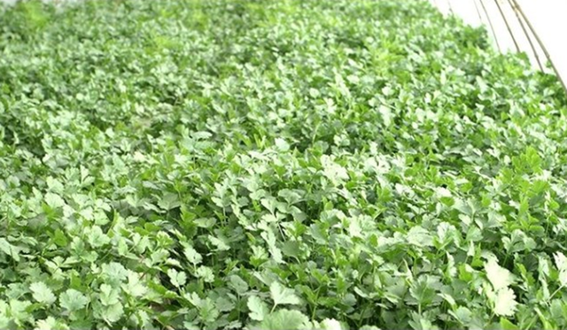 种植什么蔬菜一年四季不愁卖，三种蔬菜一到春天抓紧种植