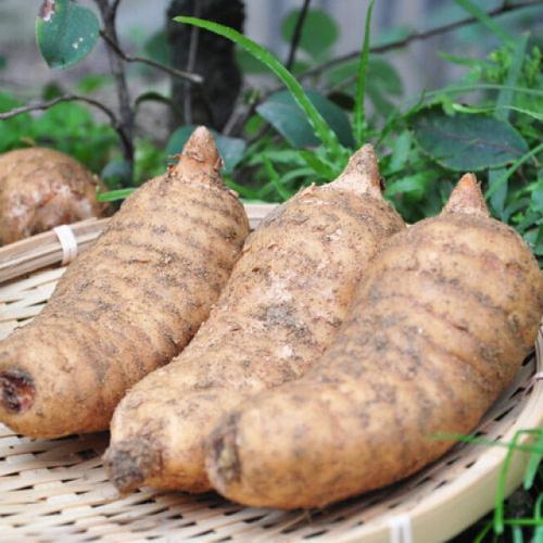 天麻是什么样子的图片,山上其貌不扬的野草-相术-荣耀易学