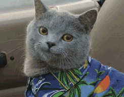 rf呕吐 警惕！已有多人中毒！华西急诊科医生：这种发苦的家常菜不能吃！严重可致命