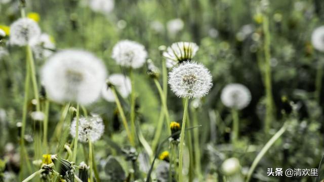 蒲公英的唯美句子，把自己比喻成蒲公英是什么意思