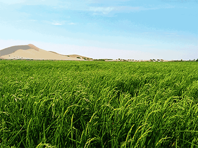 干饭是什么意思，网络词干饭是什么意思（中国干饭地图：天南海北）