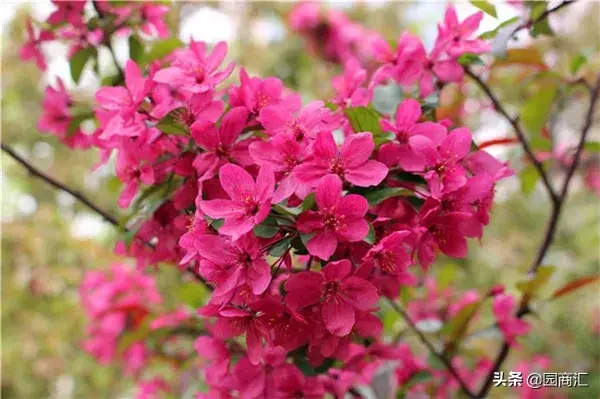 东洋锦海棠的养殖方法和注意事项，东洋锦海棠怎么养（这些品种不仅名字好听）