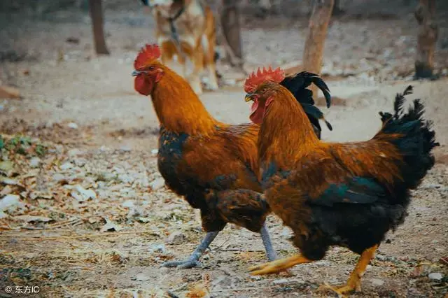 鸡和什么属相配对幸福，属鸡和属鸡相配（生肖鸡跟这个属相在一起）