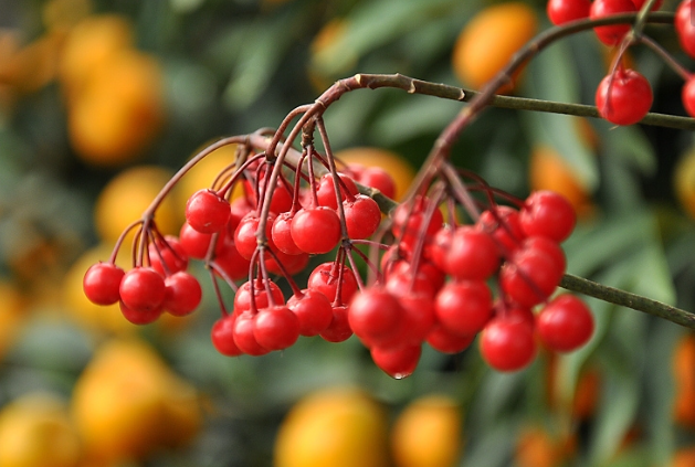 什么的凉伞，什么的凉伞填空词语（绿叶夹杂着红果子）