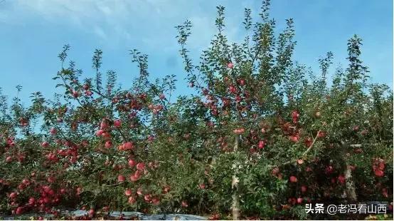 吉县属于哪个市（苹果之乡 旅游名县——吉县）