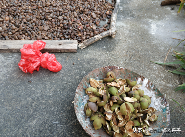 茶油是什么，茶油是什么东西（山茶油原来是这么来的）