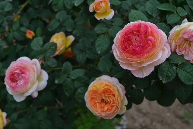 月季小苗品种，送你一份“清单”