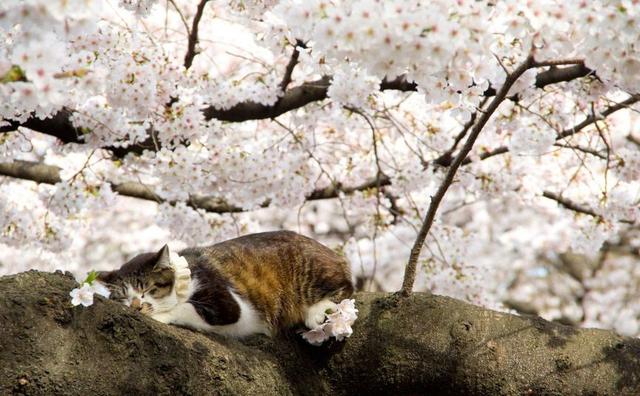 关于樱花的诗句，关于樱花的诗句有哪些（诗词鉴赏-岁岁樱花树树春）