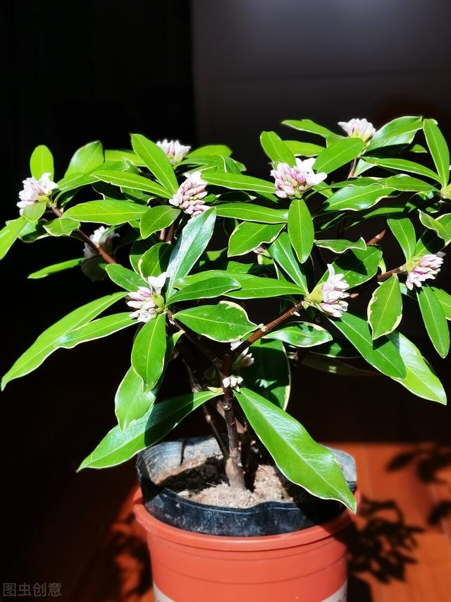 金边瑞香怎么养开花，金边瑞香怎么养开花好（“一多二勤”要牢记）