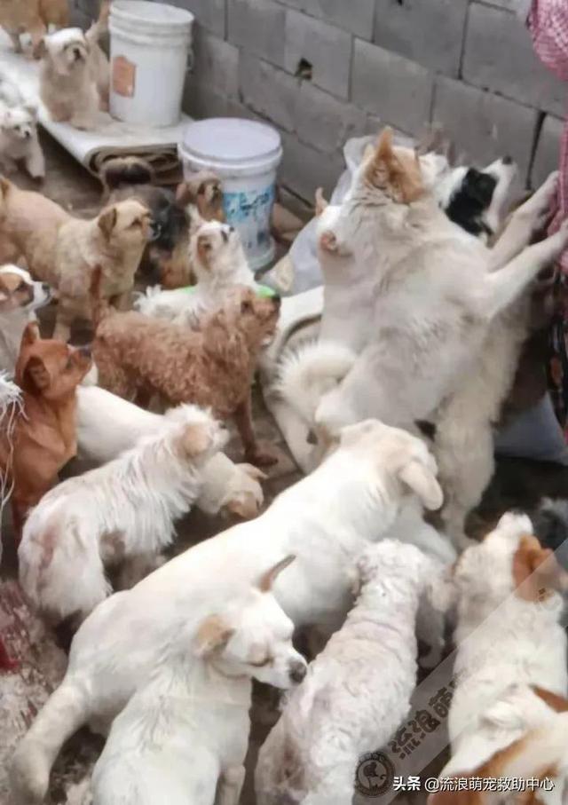 困28是什么，困28是什么意思（失明狗狗被小孩扔进水井）