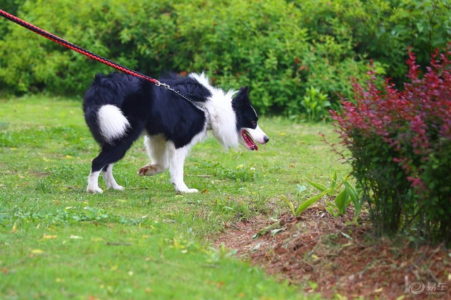 边牧买了母的后悔了，边牧买了母的后悔了 （不然你会和我一样后悔莫及）