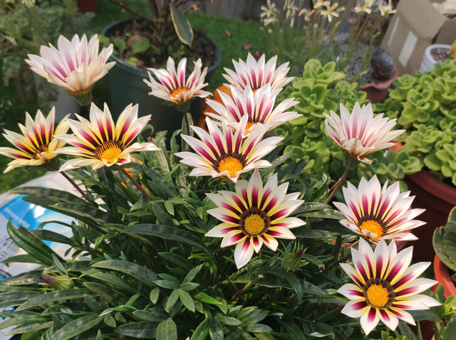 每月什么花开，每月什么花开写一个作文（23种开花植物）