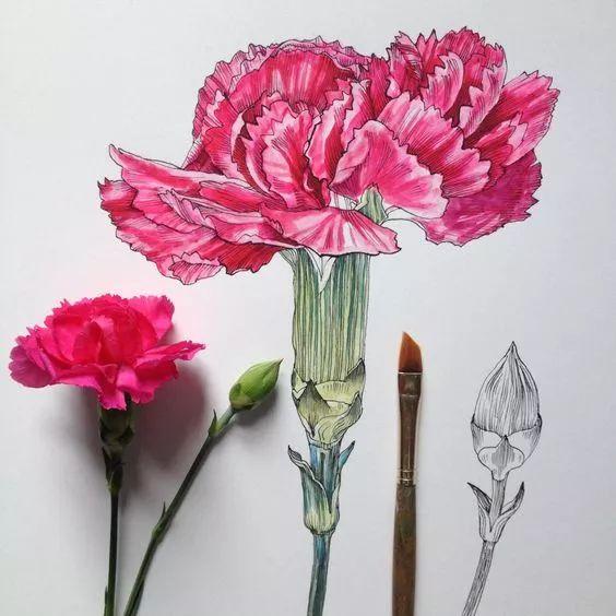 怎样用中性笔画玫瑰花好看，中性笔画花卉图片（一篇用针管笔画的植物花卉）