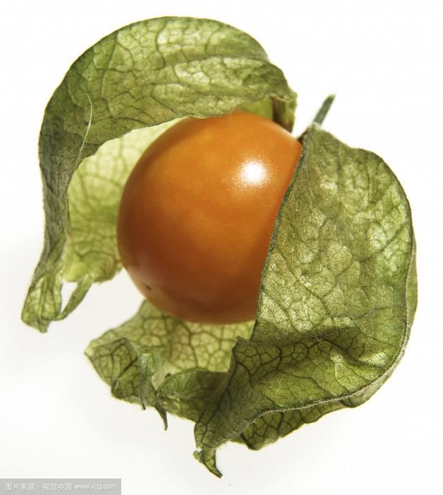 苦蘵的功效与作用,苦蘵(中药材苦蘵果实)