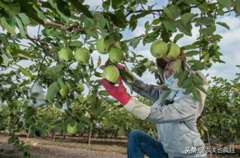番石榴的功效与作用，亩产达9000斤（番石榴的功效与作用、禁忌和食用方法）