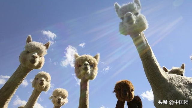 如何选购羊驼，羊驼从哪里买（羊驼成为新兴网红宠物）