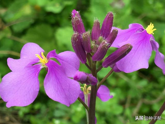 二月兰什么时候开花，二月兰什么时候开花的,大概几点（二月兰能吃吗？有何价值和前景）