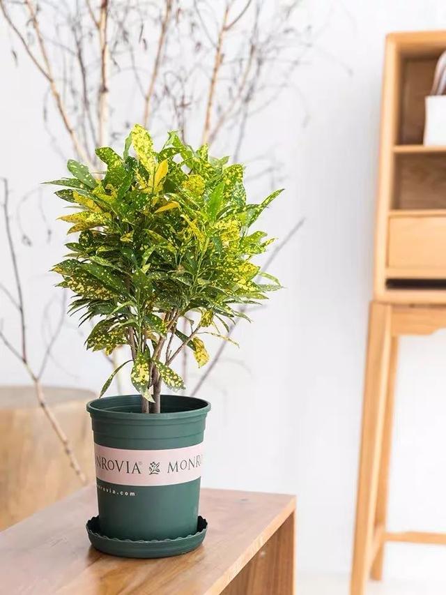 一帆风顺花有毒吗，一帆风顺花草有毒吗（家里养了宠物的朋友）