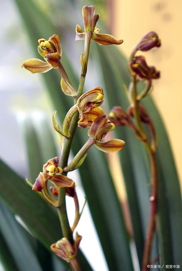 兰花怎么养 手把手教你养殖，兰花怎么养（新手也能养的苗壮开花多）