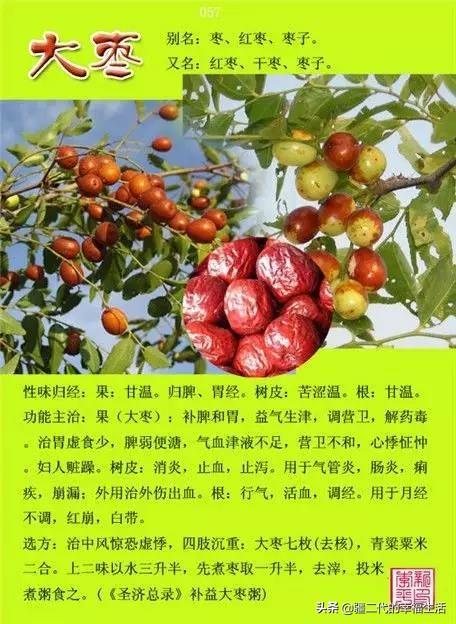 常见中草药图谱，中草药经典图谱（让你知道常用药都长啥样）