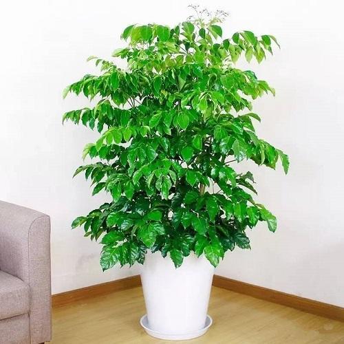 幸福树盆栽的寓意(家庭盆栽幸福树的养护)-娱宸网