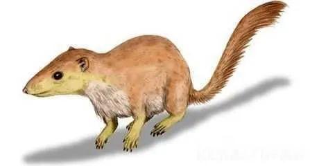 宇宙进化系统，为什么只有人类进化出高度发达的大脑