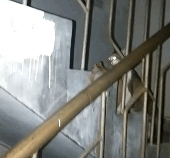 猫咪嗓子哑了怎么回事，猫咪嗓子哑了怎么办（猫妈妈苦找18小时）