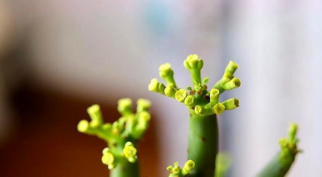 光棍树的养殖方法，光棍树的养殖方法和注意事项分别为哪些（注意“这几点”）