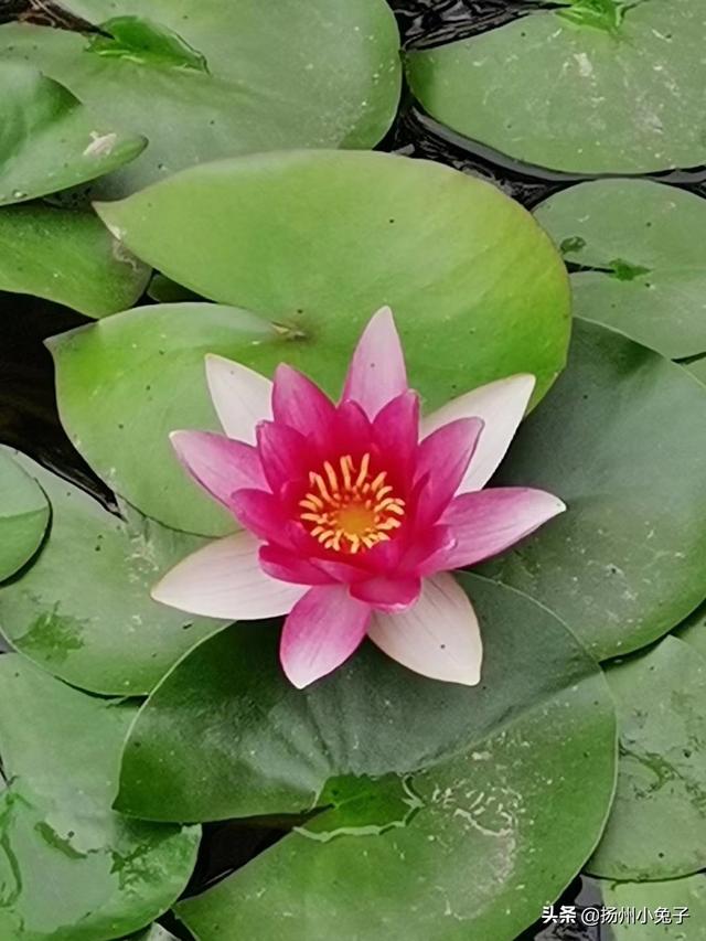 未了情歌词，邓丽君未了情原唱（旋律响起，人鬼之间未了情）