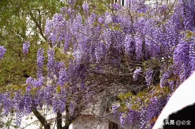 地被植物，常绿植物、地被及其他篇（地被植物名词解释）