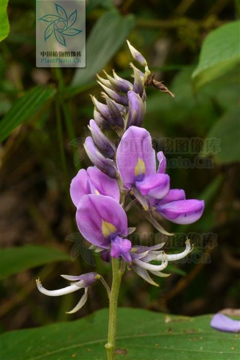 本草图经作者是谁，《本草图经》的作者（芎藭 蘼蕪 藁本）