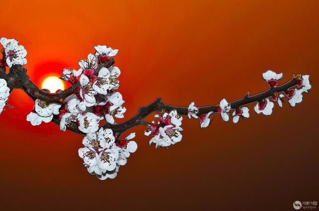 杏花是什么颜色的,杏花是什么颜色(一枝红杏出墙来,杏花是红的吗)