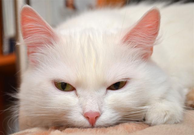 老鼠和猫为什么是天敌，为什么老鼠跟猫是天敌（猫咪不吃老鼠只因生活环境改变了）