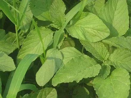 做清明果的草叫什么草，做清明果的那种草叫什么（春天不可错过的4种野菜）