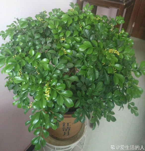 米兰花的养殖，满屋飘着淡淡的幽香（米兰花的养殖方法和注意事项冬季）