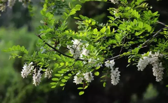 庭院最好的风水布局，庭院风水的布局方法（庭院花园布置技巧及搭配方案）