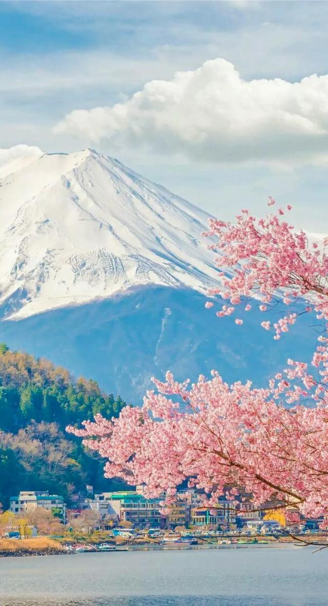 超好看的背景图片樱花图片