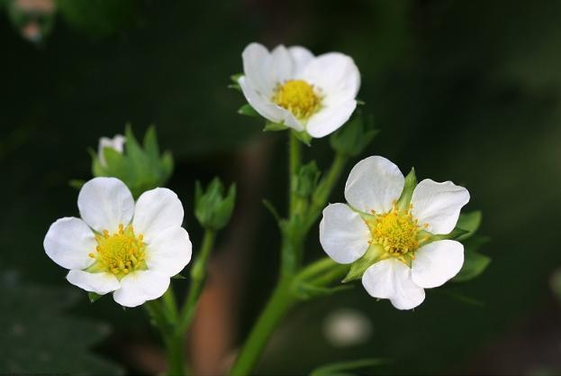 草莓花花語:對愛情有勇氣,甜蜜的愛,永遠的愛情.