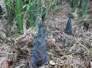 怀集县特产介绍，怀集的干货特产