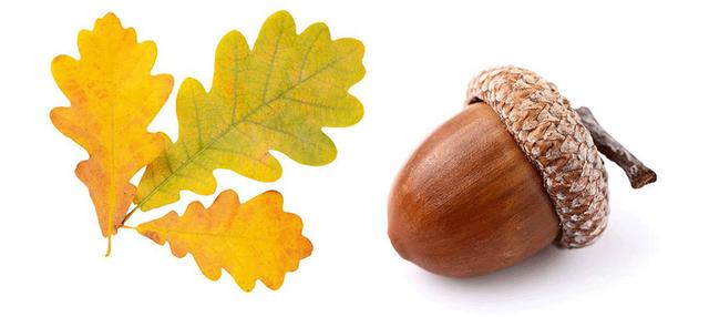 松鼠怎么画，松树怎么画简笔画图片（绘画教程，松鼠与橡果）