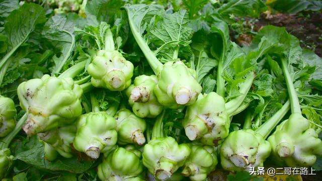 榨菜头怎么做咸菜，榨菜头怎么做咸菜窍门（榨菜之乡这样做的老咸菜保存10年也不坏）