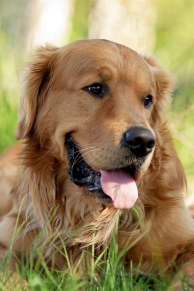 狗成语（狗狗成语），与犬相关的褒义成语集合（狗的成语及解释）