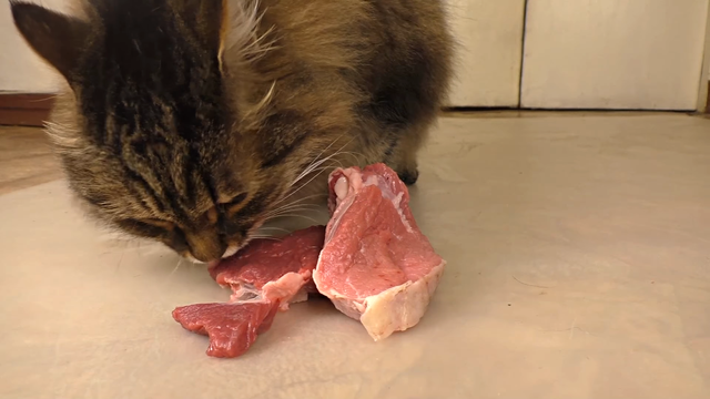 母猫会发腮吗，公猫会发腮吗（想养大圆脸猫咪的铲屎官）