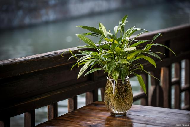 水培绿萝如何施肥及修剪，水培绿萝如何施肥及修剪方法（按照3个方法来养水培绿萝）