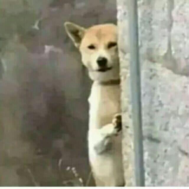 笑到窒息的沙雕情侣头像，搞笑，沙雕情侣头像微信（沙雕情侣们最爱的情侣头像）