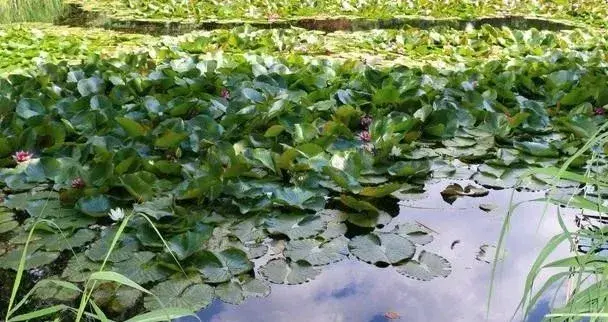 黑鱼怎么养，黑鱼怎么养在鱼缸（黑鱼养殖的过程是什么）